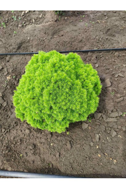 Ялина канадська Альберта Глобе - ком23кг/вис.30-35см/Ø30-35см